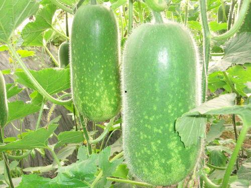 太和吃瓜事件图片,一场网络狂欢背后的真相揭秘