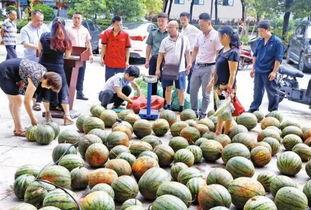 坐在桥上吃瓜,闲话人生