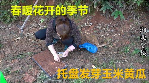 月亮姨吃瓜,揭秘娱乐圈那些不为人知的秘密