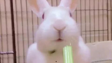 吃瓜兔兔齐腰,揭秘网络红人的崛起之路