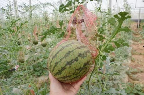 新年吃瓜不停歇,吃瓜不停歇，欢乐不间断