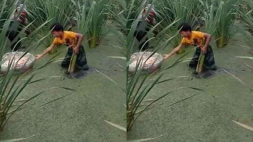 茭瓜宝宝可以吃吗,适合宝宝食用的健康蔬菜