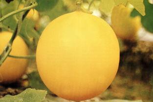 襄阳最近吃瓜事件,一场引发全民关注的神秘事件揭秘