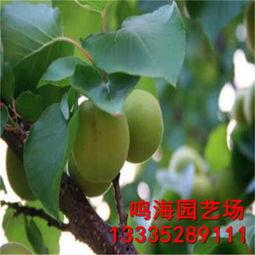 吃瓜的树苗,揭秘绿色植物中的神秘果实