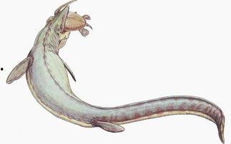 沧龙吃瓜,揭秘史前巨兽的饮食习惯