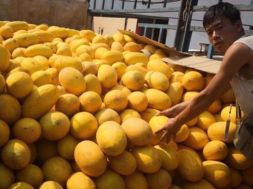 呼市吃瓜群,揭秘城市生活百态的“瓜田”