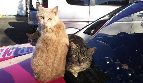 猫的海报吃瓜群众,吃瓜群众热议宠物界的“网红”