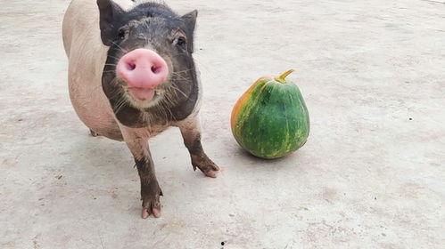 小猪来了吃瓜直播,趣味横生，欢乐无限