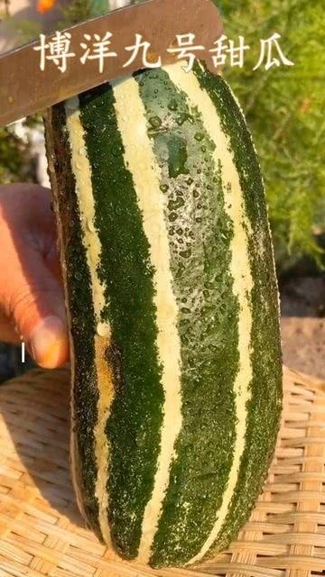 吃瓜把自己吃没了,揭秘“吃瓜把自己吃没了”的惊人真相