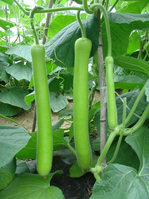 鹅仔吃瓜,揭秘娱乐圈的幕后故事