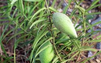 老草瓜怎样吃,探索传统美食的新境界