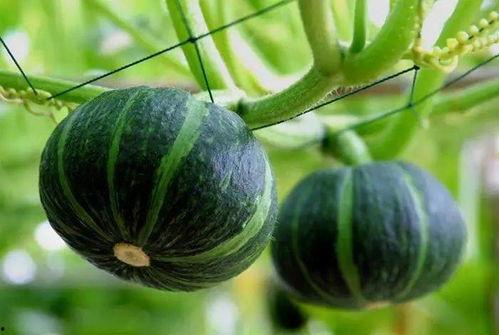 德国骨科年度吃瓜,盘点那些让人“吃瓜”的骨科新闻与趣事