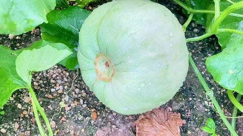 本瓜种子可以吃吗,能否食用及营养价值揭秘