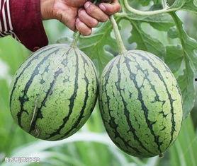 吃瓜超越生理极限,揭秘吃瓜界的超凡力量