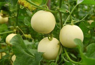 穿书吃瓜系统,一场别开生面的穿书之旅